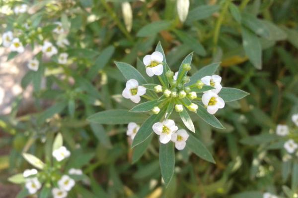 香雪球有毒嗎 香雪球能放在室內(nèi)臥室嗎