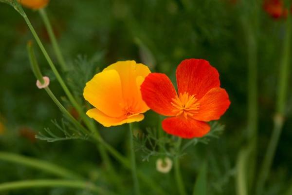 花菱草圖片大全 花菱草花語及寓意