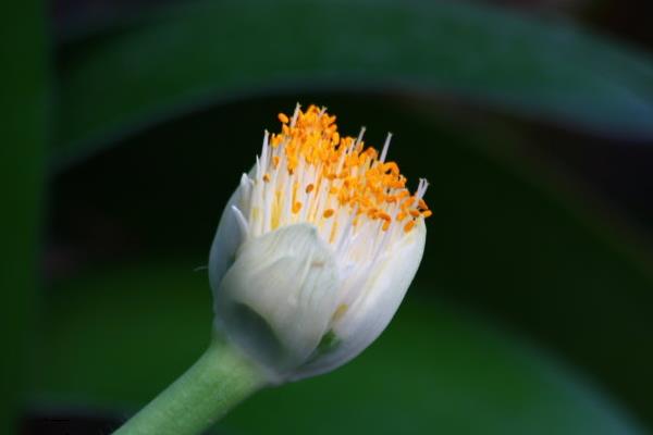 虎耳蘭市場價格多少錢一盆  虎耳蘭養(yǎng)殖過程中常見問題
