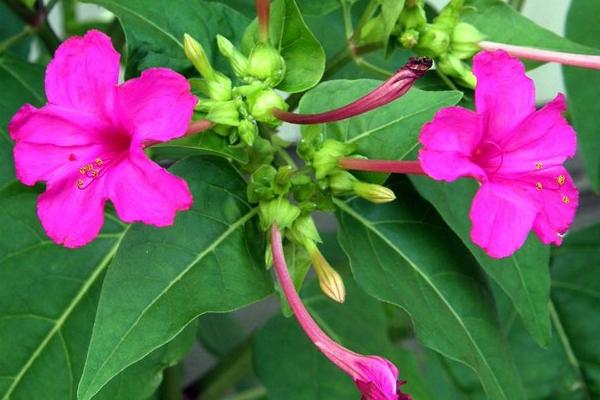 紫茉莉功效與作用 紫茉莉藥用價值