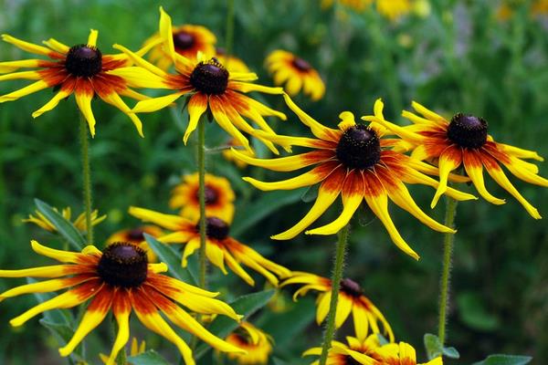 黑心菊種子市場價格多少錢一斤  黑心菊種子怎么種