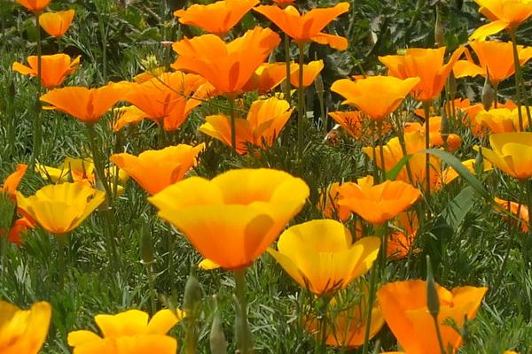 花菱草圖片大全 花菱草花語及寓意