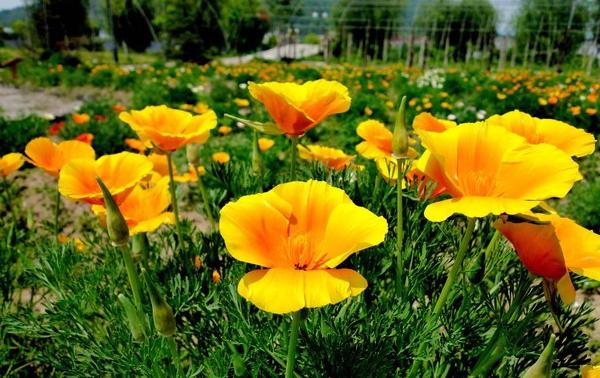 花菱草圖片大全 花菱草花語及寓意