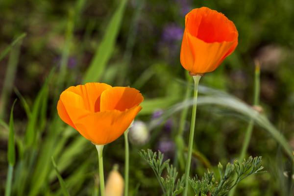花菱草圖片大全 花菱草花語及寓意