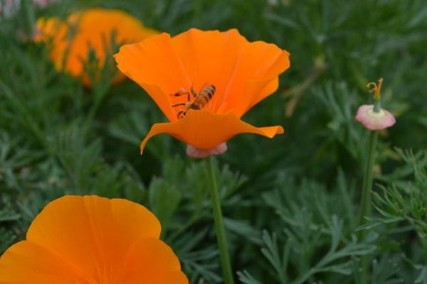 花菱草圖片大全 花菱草花語及寓意