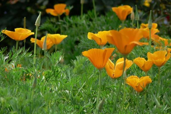 花菱草圖片大全 花菱草花語及寓意