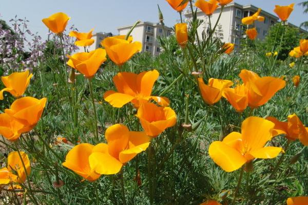 花菱草圖片大全 花菱草花語及寓意