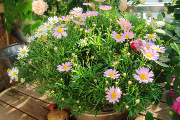 瑪格麗特爆盆技巧 瑪格麗特扦插繁殖方法