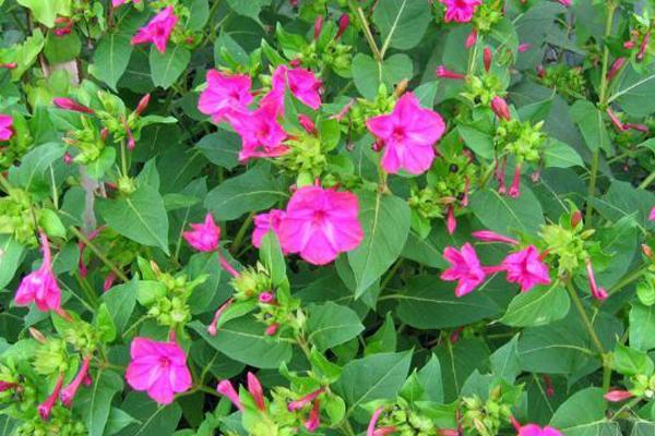 紫茉莉功效與作用 紫茉莉藥用價值