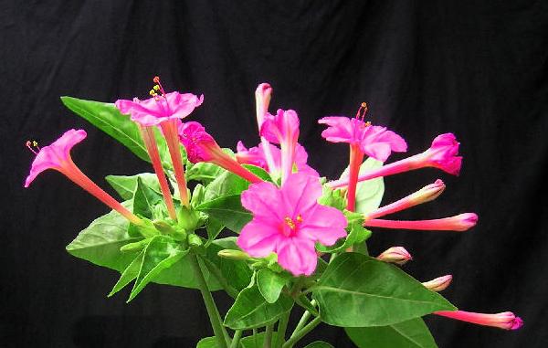 紫茉莉功效與作用 紫茉莉藥用價值