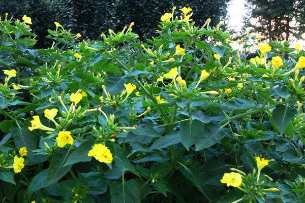 紫茉莉功效與作用 紫茉莉藥用價值