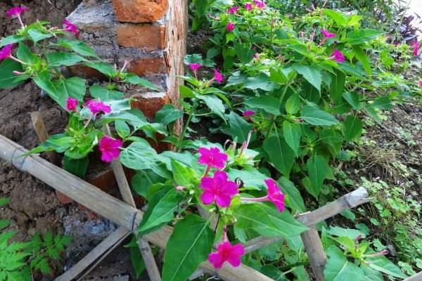 紫茉莉功效與作用 紫茉莉藥用價值