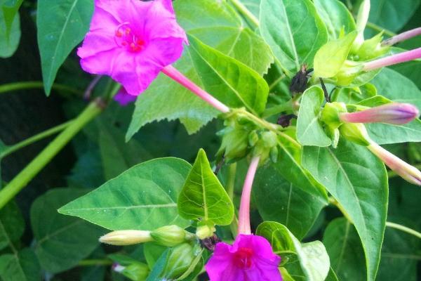 紫茉莉功效與作用 紫茉莉藥用價值