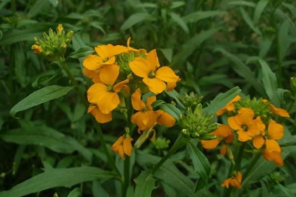 桂竹香好種嗎 桂竹香種植方法與注意事項(xiàng)