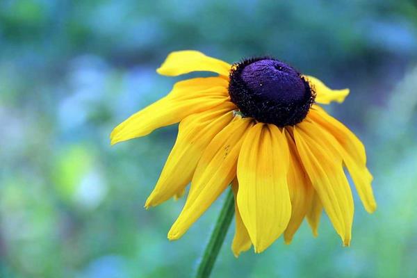 黑心菊怎么種 黑心菊種植方法與注意事項