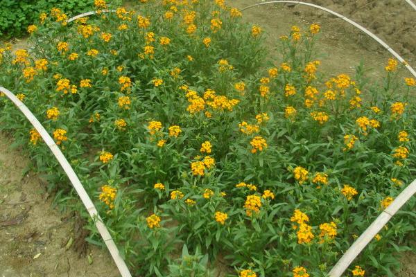 桂竹香好種嗎 桂竹香種植方法與注意事項(xiàng)