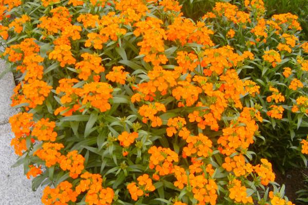 桂竹香好種嗎 桂竹香種植方法與注意事項(xiàng)