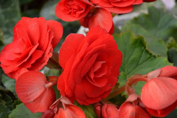 麗格海棠好養嗎 麗格海棠能活幾年