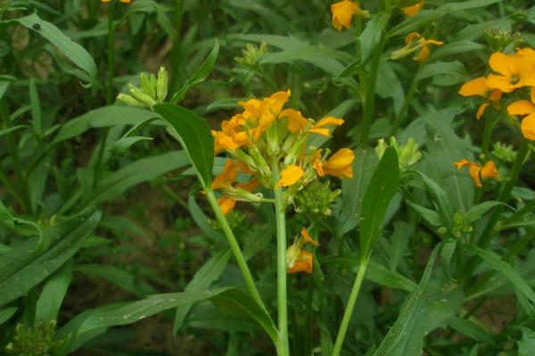 桂竹香好種嗎 桂竹香種植方法與注意事項(xiàng)