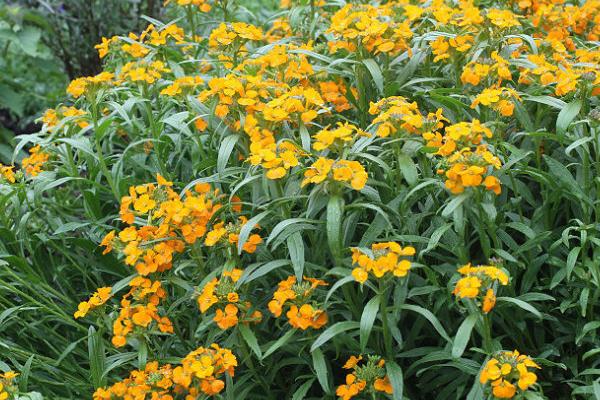 桂竹香好種嗎 桂竹香種植方法與注意事項(xiàng)