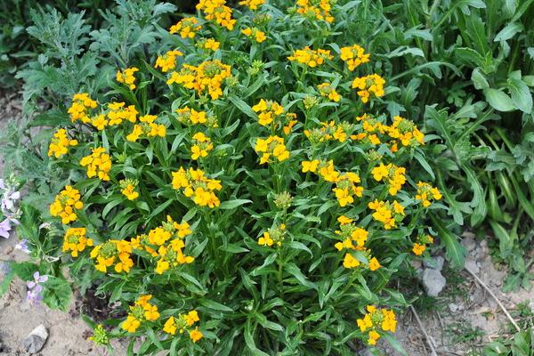 桂竹香好種嗎 桂竹香種植方法與注意事項(xiàng)