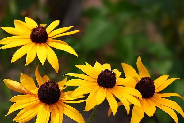 黑心菊怎么種 黑心菊種植方法與注意事項