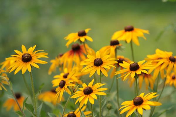 黑心菊怎么種 黑心菊種植方法與注意事項