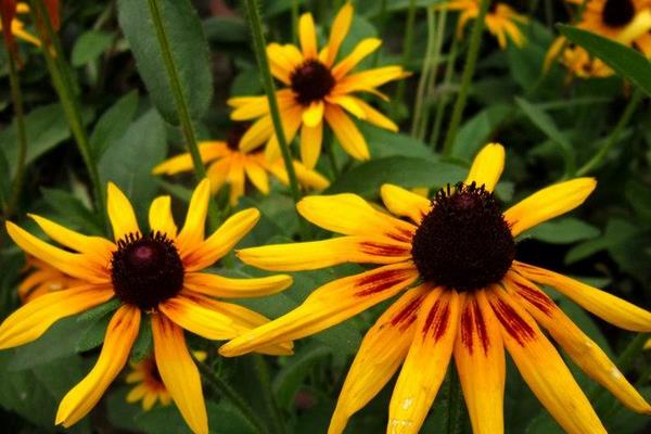 黑心菊怎么種 黑心菊種植方法與注意事項