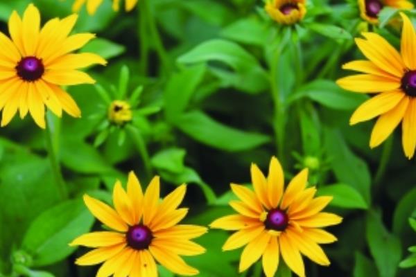 黑心菊怎么種 黑心菊種植方法與注意事項