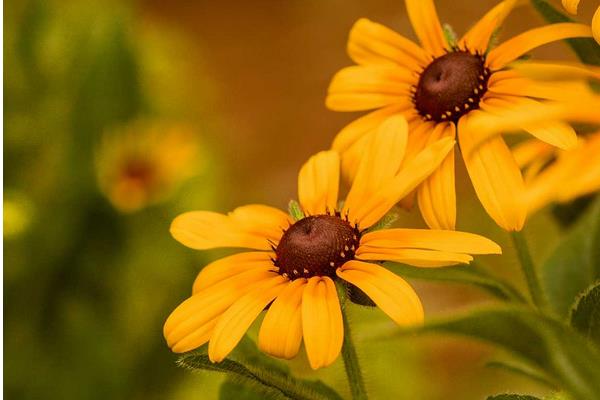 黑心菊怎么種 黑心菊種植方法與注意事項