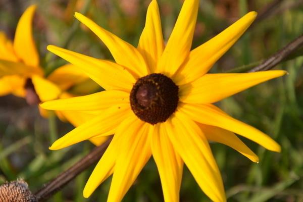 黑心菊怎么種 黑心菊種植方法與注意事項