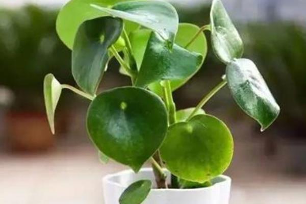 荷葉椒草圖片大全 荷葉椒草什么時(shí)候開(kāi)花