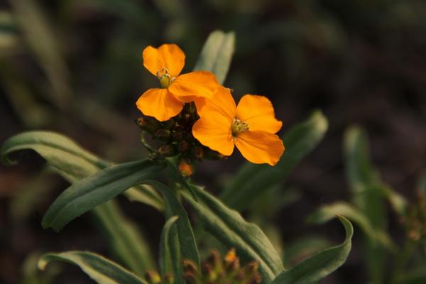桂竹香圖片大全 桂竹香花語及寓意