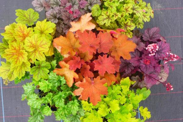 礬根市場價格多少錢一盆 礬根的養殖方法和注意事項