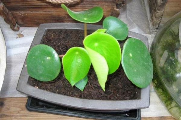 荷葉椒草功效與作用及禁忌  荷葉椒草的養殖方法