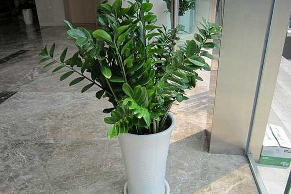 搖錢樹怎么養 搖錢樹養殖方法與注意事項