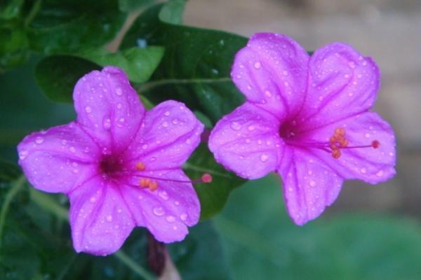 紫茉莉吸甲醛嗎 紫茉莉能凈化空氣嗎