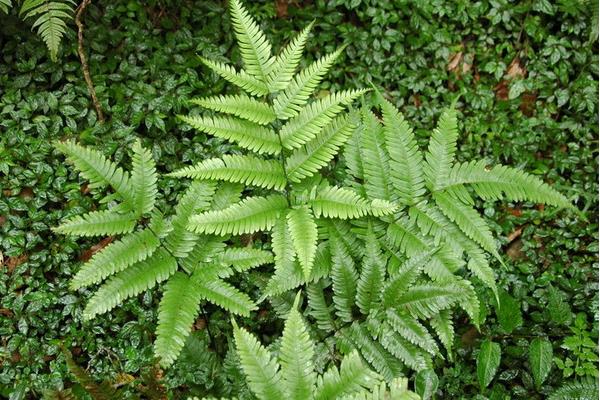 鳳尾蕨怎么養 鳳尾蕨養殖方法與注意事項