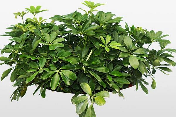 搖錢(qián)樹(shù)圖片大全 搖錢(qián)樹(shù)花語(yǔ)及寓意