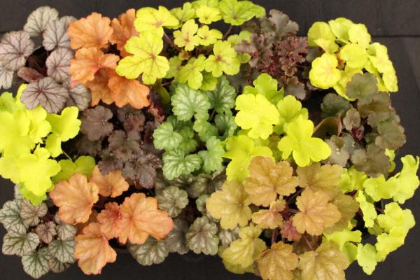 礬根怎么澆水（多久澆一次） 礬根怎么進行繁殖