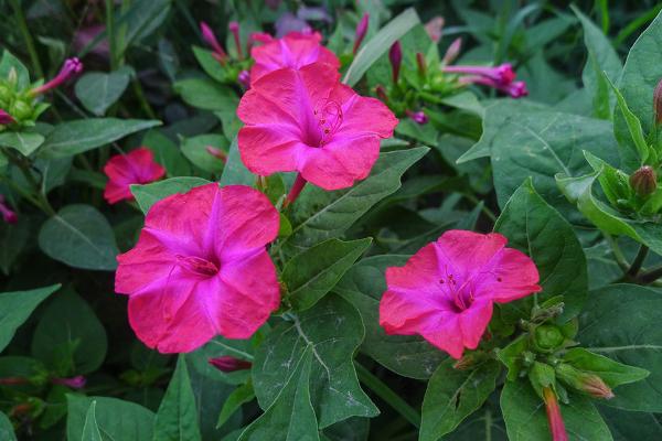 紫茉莉吸甲醛嗎 紫茉莉能凈化空氣嗎