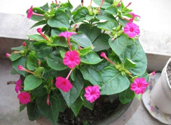 紫茉莉吸甲醛嗎 紫茉莉能凈化空氣嗎