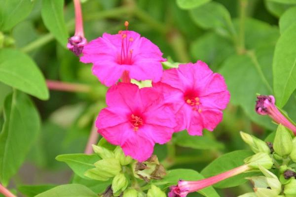 紫茉莉吸甲醛嗎 紫茉莉能凈化空氣嗎