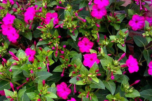 紫茉莉吸甲醛嗎 紫茉莉能凈化空氣嗎