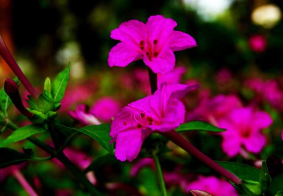 紫茉莉吸甲醛嗎 紫茉莉能凈化空氣嗎