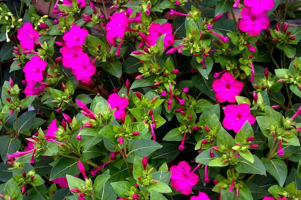 紫茉莉種子怎么種 紫茉莉什么時候播種（幾月）