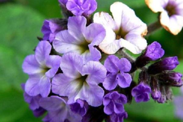 香水草怎么養 香水草養殖方法與注意事項