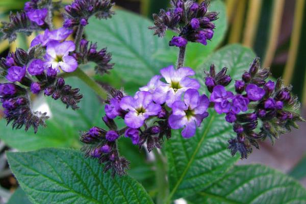 香水草圖片大全 香水草花語及寓意