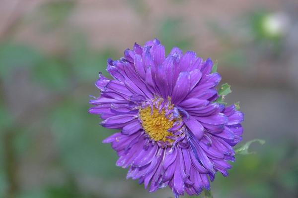 翠菊圖片大全 翠菊花語及寓意