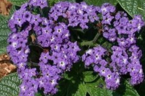 香水草圖片大全 香水草花語及寓意